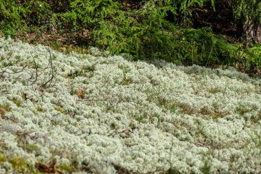 Yazın orman zemininde ve ağaç gövdelerinde yosun.