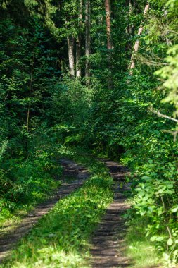Yosun kaplı ağaç gövdeleri yazın vahşi ormanlarda yapraklarla kaplanır.