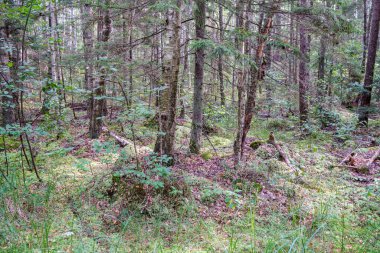 Yazın orman zemininde ve ağaç gövdelerinde yosun.