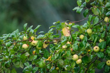 Sonbahar sonlarında meyveli elma ağacı güneşli bir günde