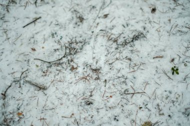 Donmuş çimenler ve dallarla kışın karın içinde soyut doğa parçaları.