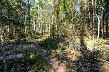 Yosun kaplı ağaç gövdeleri yazın vahşi ormanlarda yapraklarla kaplanır.