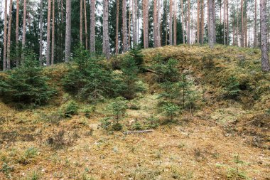 Yosun kaplı ağaç gövdeleri yazın vahşi ormanlarda yapraklarla kaplanır.