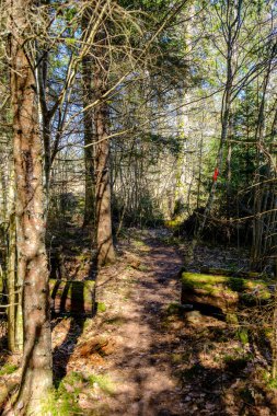 Yosun kaplı ağaç gövdeleri yazın vahşi ormanlarda yapraklarla kaplanır.