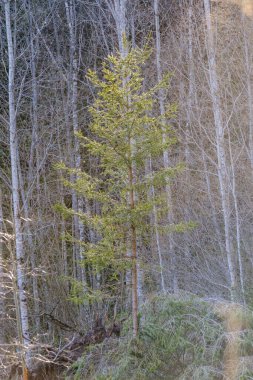 Yosun kaplı ağaç gövdeleri yazın vahşi ormanlarda yapraklarla kaplanır.