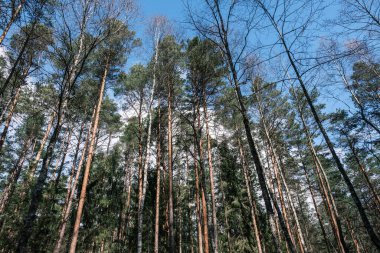 Yosun kaplı ağaç gövdeleri yazın vahşi ormanlarda yapraklarla kaplanır.