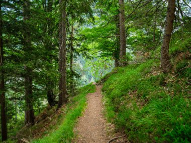 Yosun kaplı ağaç gövdeleri yazın vahşi ormanlarda yapraklarla kaplanır.