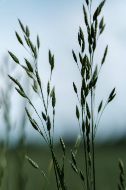 Yazın arka planda yeşil çimen dalları