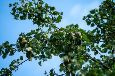 Sonbahar sonlarında meyveli elma ağacı güneşli bir günde