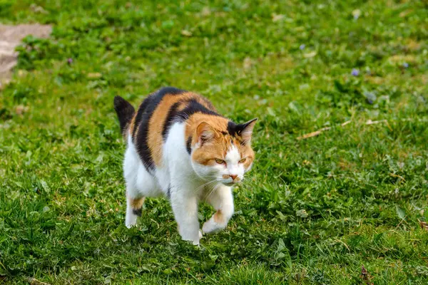Colorful House Cat Walks Backyard Summer Green Meadow — Stock Photo, Image