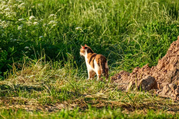 カラフルな家の猫は夏の緑の牧草地の裏庭を歩いています — ストック写真