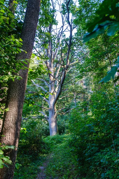 Moos Bedeckte Baumstämme Wilden Wald Sommer Mit Laub — Stockfoto