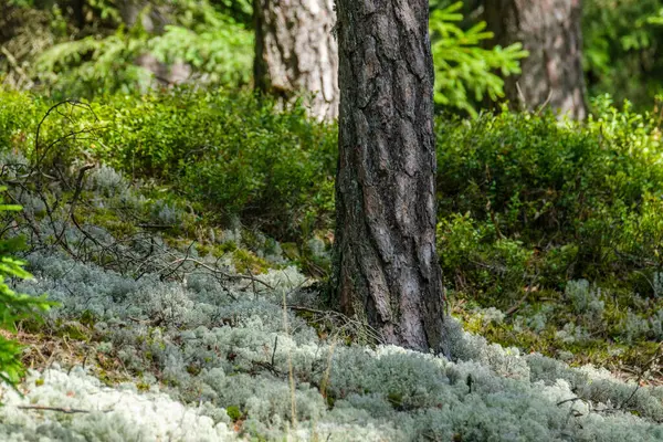 Mech Pokryte Pnie Drzew Dzikim Lesie Lecie Liści — Zdjęcie stockowe