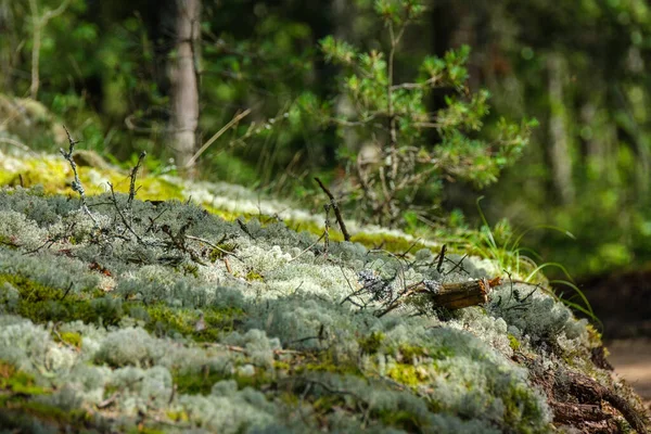 Troncs Arbres Couverts Mousse Dans Forêt Sauvage Été Avec Feuillage — Photo