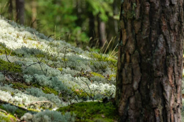 Moos Bedeckte Baumstämme Wilden Wald Sommer Mit Laub — Stockfoto