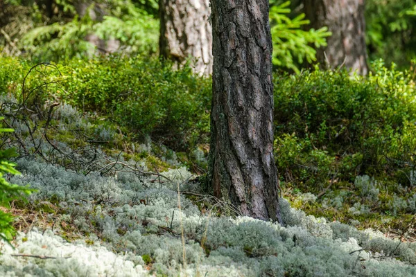 Tronchi Albero Ricoperti Muschio Nella Foresta Selvatica Estate Con Fogliame — Foto Stock