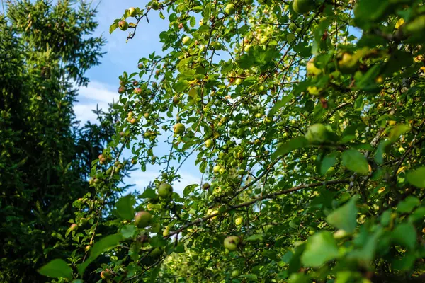 Jabloň Ovocem Pozdním Podzimním Slunečném Dni — Stock fotografie