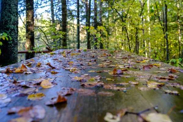 Влажная Туристическая Тропа Деревянными Досками Осенью — стоковое фото