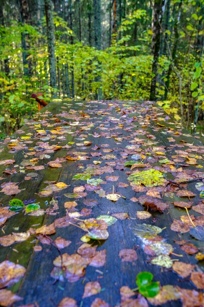 Влажная Туристическая Тропа Деревянными Досками Осенью — стоковое фото