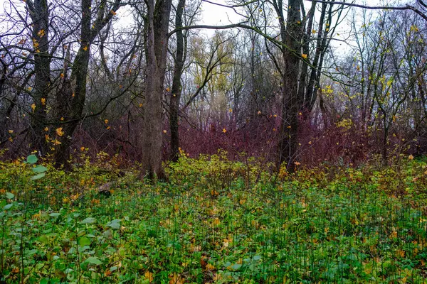 Troncs Arbres Couverts Mousse Dans Forêt Sauvage Été Avec Feuillage — Photo