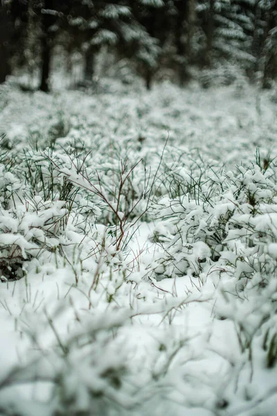 Bits Abstractos Naturaleza Invierno Nieve Con Hierba Congelada Ramas — Foto de Stock