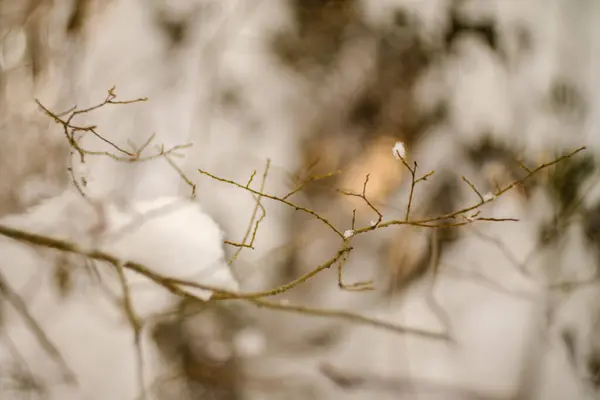 Frammenti Astratti Natura Nella Neve Invernale Con Erba Rami Ghiacciati — Foto Stock