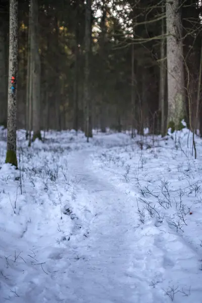 Abstraktní Kousky Přírody Zimním Sněhu Zmrzlou Trávou Větvemi — Stock fotografie