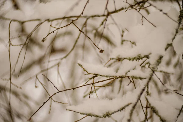 Pedaços Abstratos Natureza Inverno Neve Com Grama Congelada Ramos — Fotografia de Stock