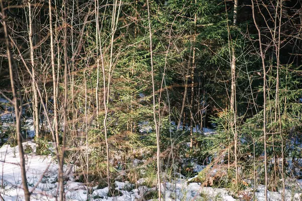 Frammenti Astratti Natura Nella Neve Invernale Con Erba Rami Ghiacciati — Foto Stock
