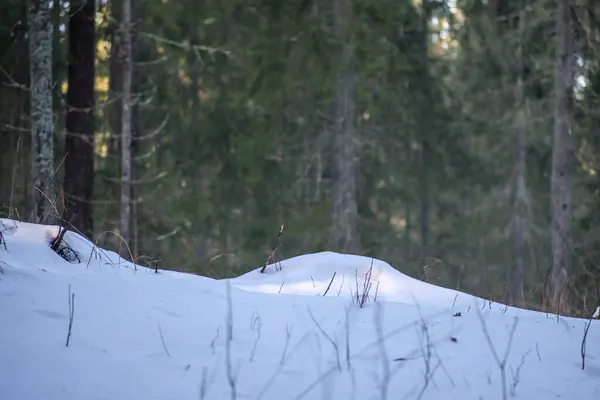 Abstrakta Bitar Naturen Vintern Snö Med Fruset Gräs Och Grenar — Stockfoto
