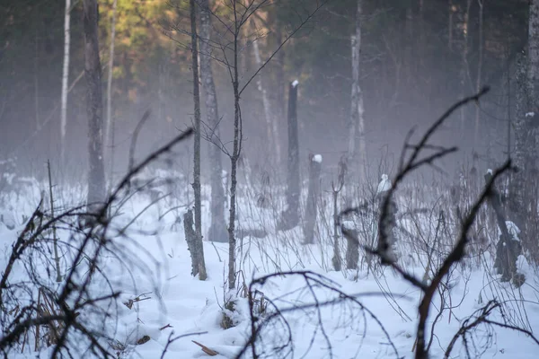 Donmuş Çimenler Dallarla Kışın Karın Içinde Soyut Doğa Parçaları — Stok fotoğraf