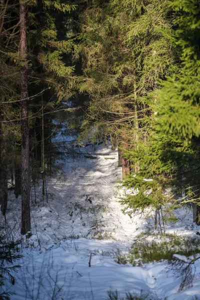 凍った草と枝で冬の雪の抽象的な自然のビット — ストック写真