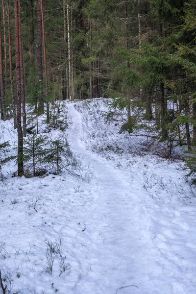 Donmuş Çimenler Dallarla Kışın Karın Içinde Soyut Doğa Parçaları — Stok fotoğraf