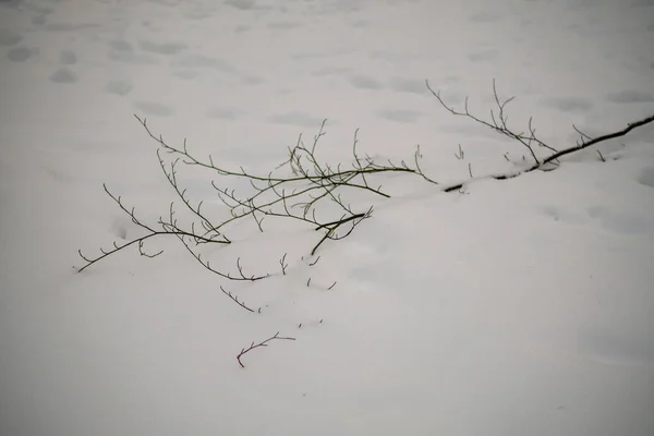 Morceaux Abstraits Nature Dans Neige Hiver Avec Herbe Gelée Branches — Photo