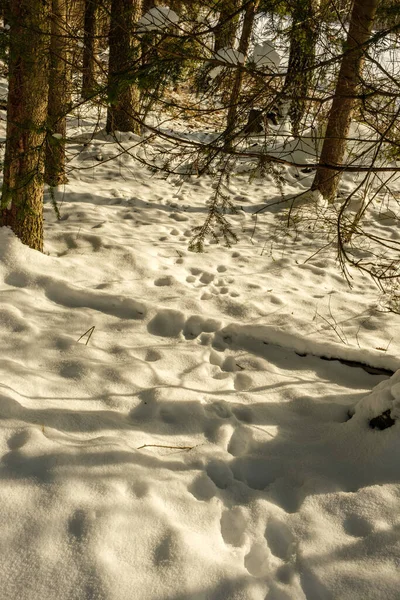 Abstraktní Kousky Přírody Zimním Sněhu Zmrzlou Trávou Větvemi — Stock fotografie