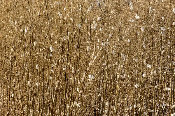 Morceaux Abstraits Nature Dans Neige Hiver Avec Herbe Gelée Branches — Photo