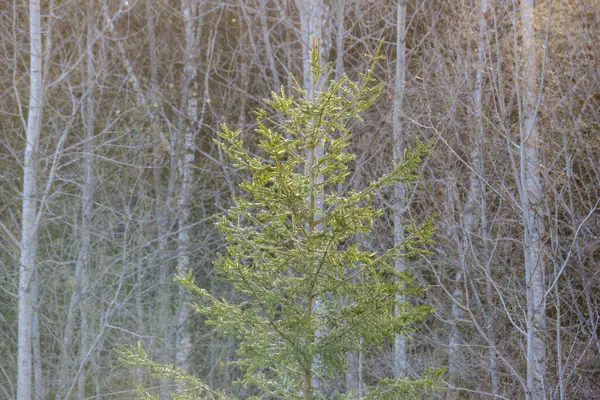 モスは葉と夏の野生の森で木のトランクを覆いました — ストック写真