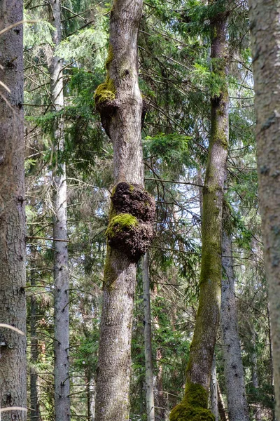 Mech Pokryte Pnie Drzew Dzikim Lesie Lecie Liści — Zdjęcie stockowe