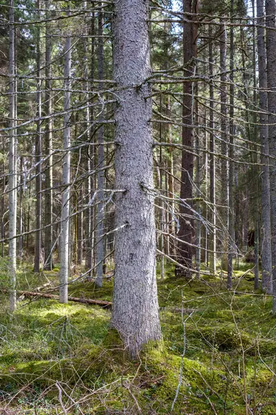Yosun Kaplı Ağaç Gövdeleri Yazın Vahşi Ormanlarda Yapraklarla Kaplanır — Stok fotoğraf