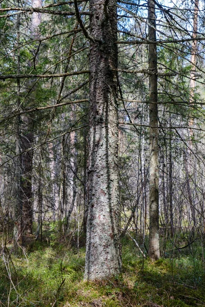 Mos Dækket Træstammer Vilde Skov Sommeren Med Løv - Stock-foto
