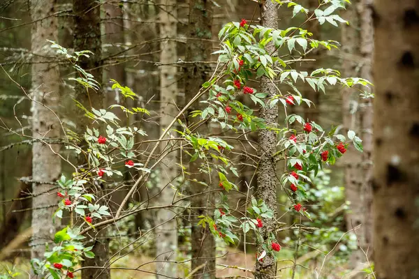 Летом Диком Лесу Листьями Покрытые Мхом Стволы Деревьев — стоковое фото