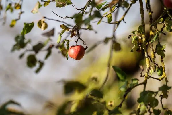 Apfelbaum Mit Früchten Sonnigen Spätherbst — Stockfoto