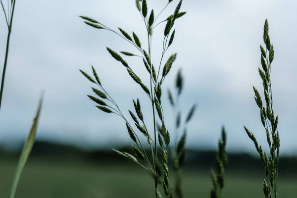 夏の緑の草の枝はぼろぼろの背景に — ストック写真