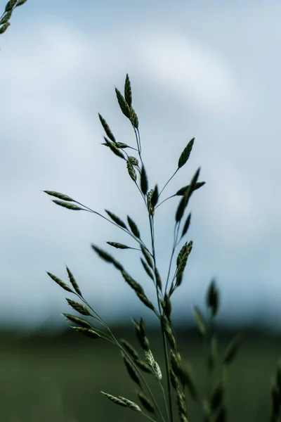 Зеленые Травяные Ветви Фоне Размытия Летом — стоковое фото