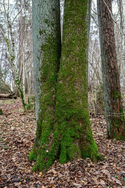 moss covered tree trunks in wild forest in summer with foliage