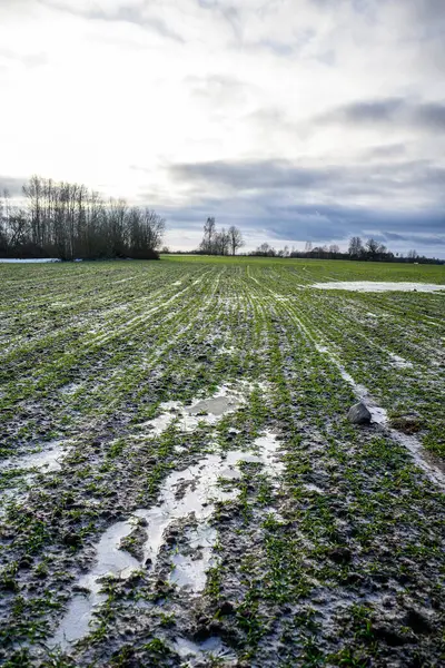 Campos Agrícolas Congelados Invierno Con Nieve Agua Fría — Foto de Stock