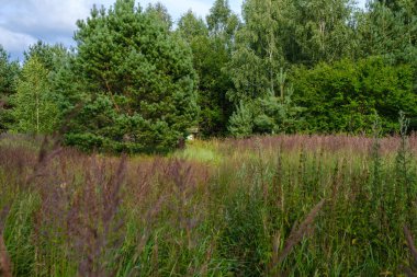 Vahşi orman ağaçları ve dalları yaz aylarında kaos yaratıyor.