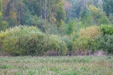 Vahşi orman ağaçları ve dalları yaz aylarında kaos yaratıyor.