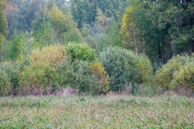 Vahşi orman ağaçları ve dalları yaz aylarında kaos yaratıyor.