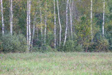 Vahşi orman ağaçları ve dalları yaz aylarında kaos yaratıyor.